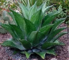 2025年最新】オバティフォリア ハイブリッドの人気アイテム