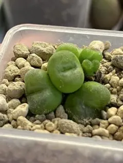 Conophytum phoeniceum​​SH1212群生株のサムネイル