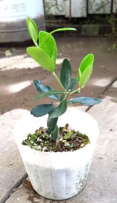 古株 盆栽仕立て オリーブ 鉢ごと発送 シンボルツリー 観葉植物 2025年