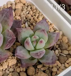 2025年最新】中里リンゼアナの人気アイテム - メルカリ