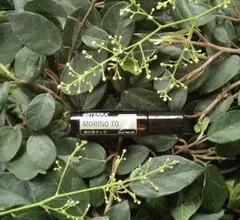 ３日（火）午前１０時迄　まさ様 リクエスト 2点 まとめ商品