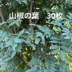 2026年最新】山椒の葉 無農薬の人気アイテム - メルカリ