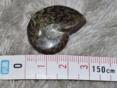 アンモナイト 化石 標本