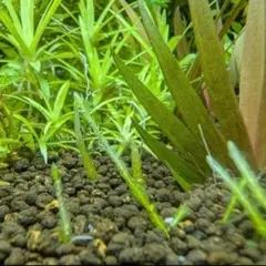 2025年最新】ホシクサの人気アイテム - メルカリ