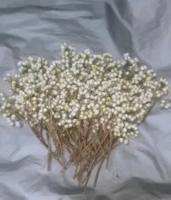 今季ナンキンハゼ80本以上実付き色いろ