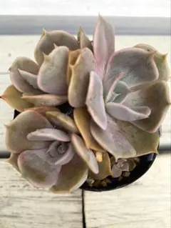 多肉植物 キュービックフロスティ錦 抜き苗 - メルカリ