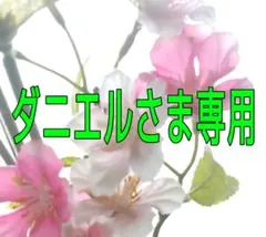 ダニエル様専用