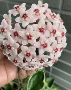 2026年最新】サクラランの人気アイテム - メルカリ