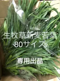 生牧草新麦若葉80サイズ専用出品