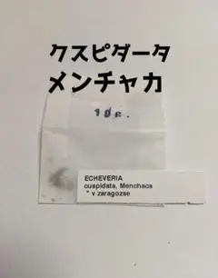 bba_plants様 リクエスト 2点 まとめ商品