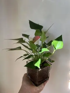 2025年最新】アンスリウム鉢の人気アイテム - メルカリ 