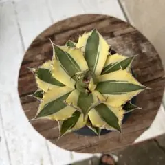 メル42847様 リクエスト 4点 まとめ商品