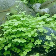オーストラリアンクローバー 水中葉20葉 郵送 - メルカリ