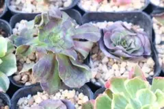 あ*ん様 アエオニウム2品種セット「花月夜&魅金ローズ」