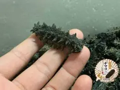 乾燥 沖なまこ ナマコ 500g A品 - メルカリ
