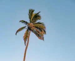 STA専用