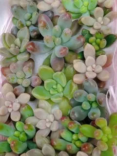 2025年最新】古都の葉の人気アイテム - メルカリ