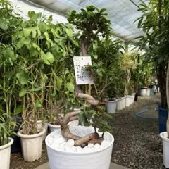 2026年最新】ガジュマル盆栽の人気アイテム - メルカリ