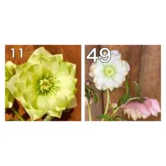 2025年最新】クリスマスローズ ピエラの人気アイテム - メルカリ