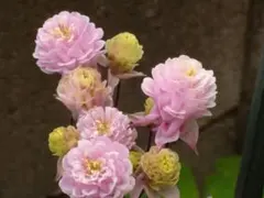 西洋オダマキ種　ビジュー　薄ピンク１００粒　オンファロデス種子おまけ付きのサムネイル