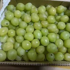 シャインマスカット 果物