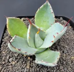 2026年最新】アガベ パリートランカータの人気アイテム - メルカリ