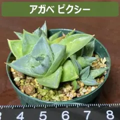 2026年最新】アガベ ブルーグローの人気アイテム - メルカリ