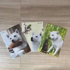 【新品】ソフトバンク お父さん犬 クリアファイル 3枚セット