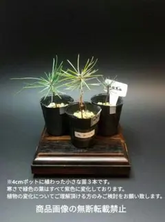SK7170　四国黒松の幼苗　現品３本セット　黒松　苗　盆栽　盆栽素材のサムネイル