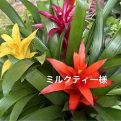 ミルクティー（プロフご覧ください）様
