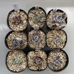 多肉植物　ミニ苗　9種セット　エケベリア　寄せ植え