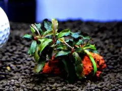 ブセファランドラ『クダガン』【完全水中葉＆無農薬栽培】溶岩石活着群生株