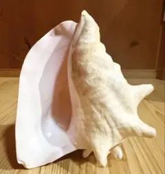 法螺貝② 法螺貝 楽器編｜文化デジタルライブラリー