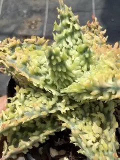 アロエ　ハイブリッド　“spiral stair”Aloe hyb 子株　第四種 アロエ ハイブリッド “spiral stair”Aloe hyb 子株 第四種 - メルカリ