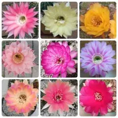 花サボテン ミニ苗 9種セットのサムネイル