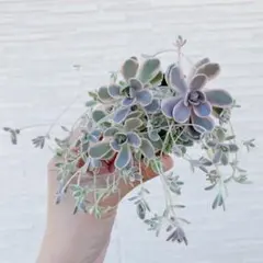 2026年最新】子持ち蓮華錦 鏡花の人気アイテム - メルカリ