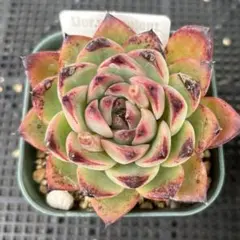 ❣️花火❣️現品 エケベリア 寄せ植え 多肉弁当 多肉植物 - メルカリ