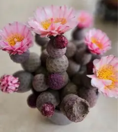 Y*H様 D59 ピンクの花が咲くサボテン グレーと緑の混合テフロカクタス