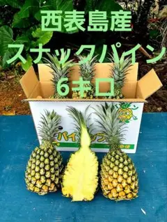 限定甘い樹実り完熟スナックパイン❣️生産量日本一の東村の