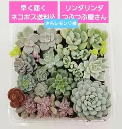 さらレモン♡夏もの様 リクエスト 2点 まとめ商品