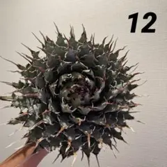アガベ Mesmerizing Spines-NB ブツブツ 毒刺（親株） - メルカリ