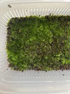 2026年最新】totor ビカクシダの人気アイテム - メルカリ