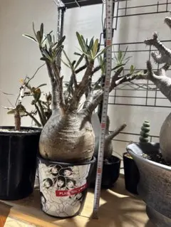 backsideworks ultra wt14　アート鉢　植木鉢 2026年最新】backsideworks 鉢の人気アイテム - メルカリ