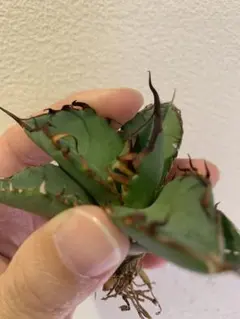 2026年最新】goodtanikuの人気アイテム - メルカリ