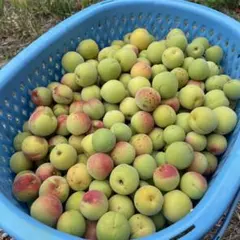 小梅 無農薬信州直送のサムネイル