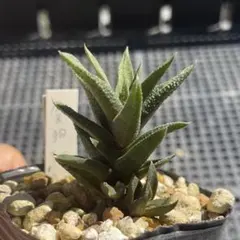 多肉植物 ハオルチア 小天狗 抜き苗