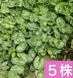 カンアオイの抜き苗５株のサムネイル