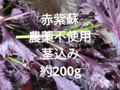 赤紫蘇 葉(茎付き) 農薬不使用 約200g　夏バテ予防のサムネイル