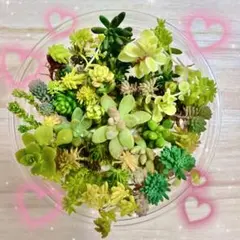 多肉植物　セダム　カット苗　☆真冬の詰め合わせ♡
