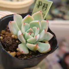 2026年最新】ザラゴーサspノバの人気アイテム - メルカリ